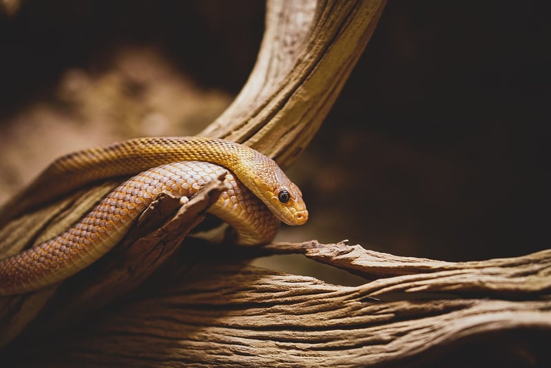 Ouroboros